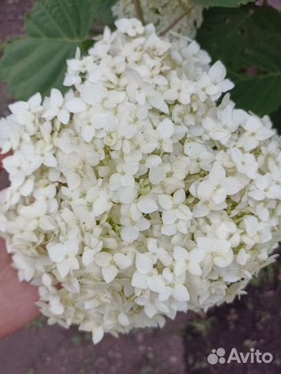 Гортензия Анабель