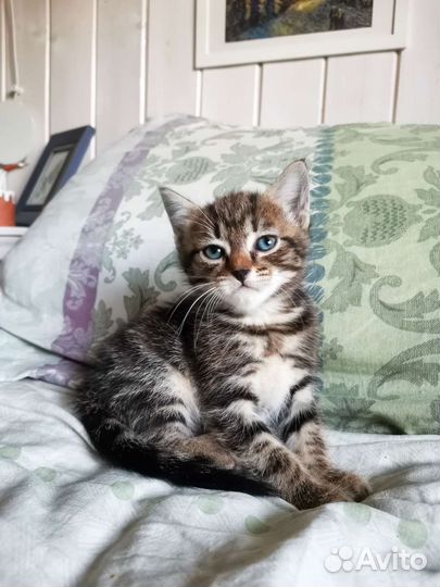 Котенок девочка ищет дом