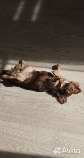 Чихуахуа девочка