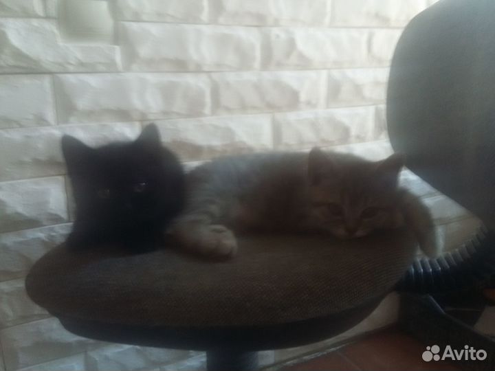 Британские котята короткошерстные