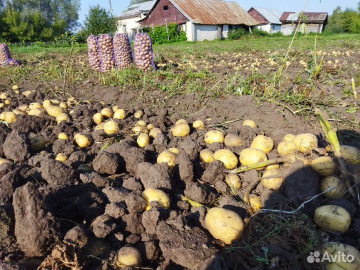 Картофель