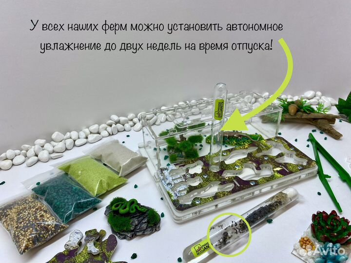 Муравьиная ферма с муравьями