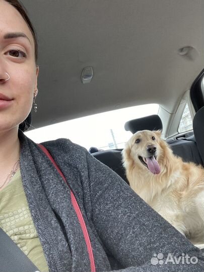 Передержка собак в домашних условиях