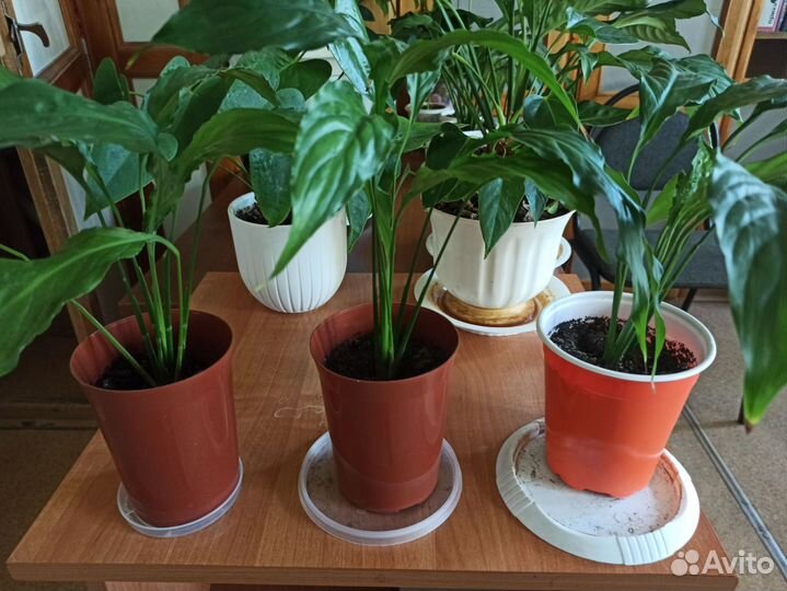 Спатифиллум