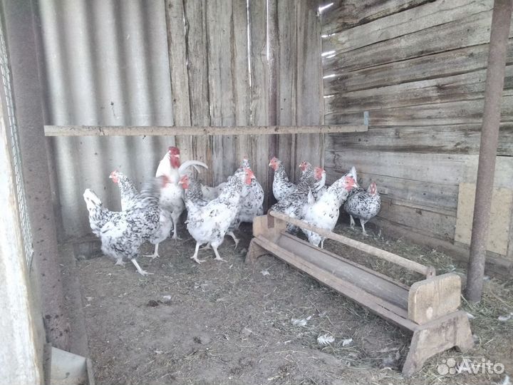 Куры пушкинской породы