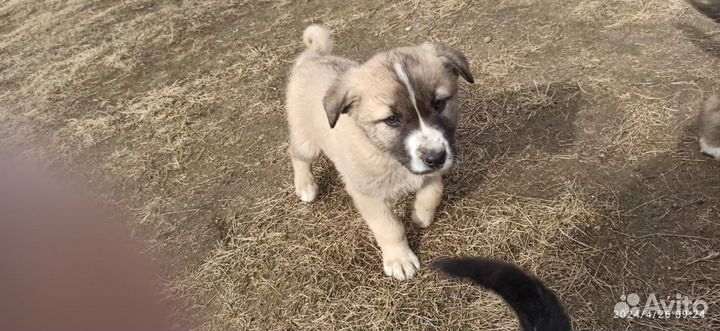 Хозяин ты где