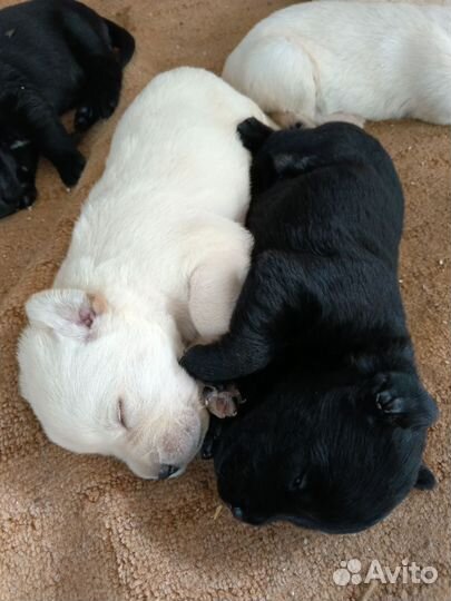 Щенки лабрадора