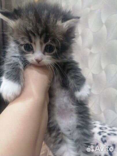 Кошка в дар
