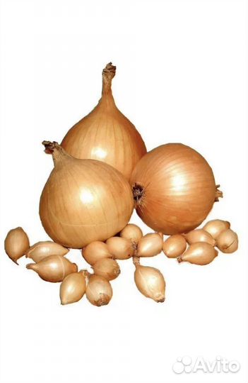 Лук севок для посадки весной сорт геркулес