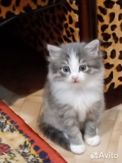 Отдам в добрые руки