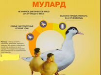 Продам Уток Мулардов