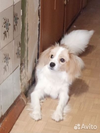 Домашние животные бесплатно собаки