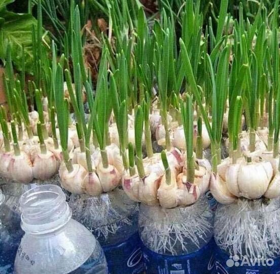 Мне требуется Инвестор и Компаньон