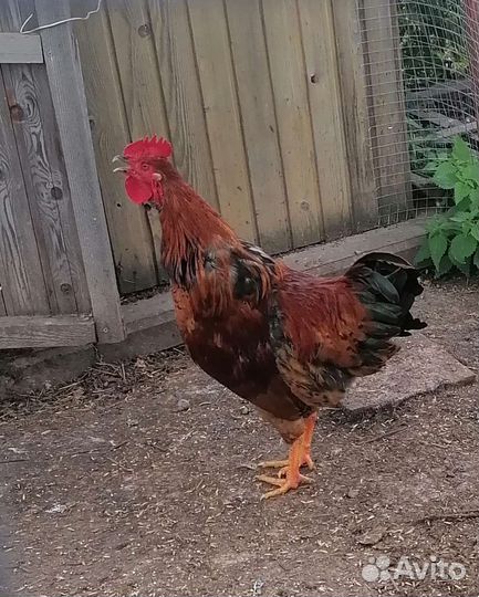 Петухи кучинские юбилейные, мараны и амерауканы