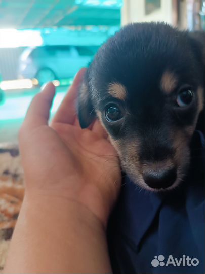 Отдам щенка в добрые руки бесплатно