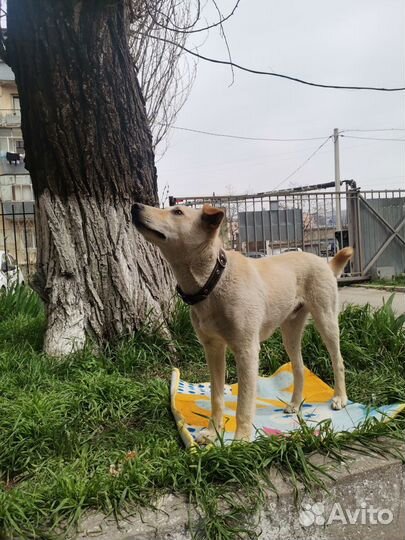 Супер-Собака