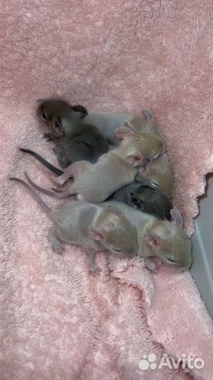 Дегу, чилийская белка из питомника