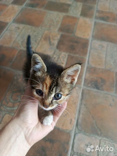 Трехцветная кошечка в дар в хорошие руки