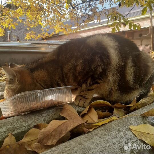 Бенгалочка