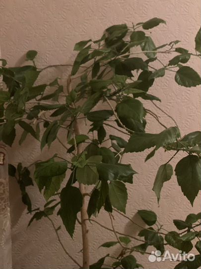 Гибискус махровая сортовая роза