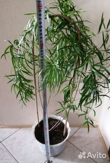 Аспарагус серповидный комнатное растение