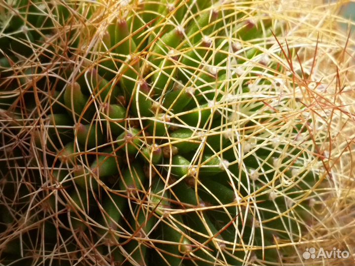 Кактусы на цвету