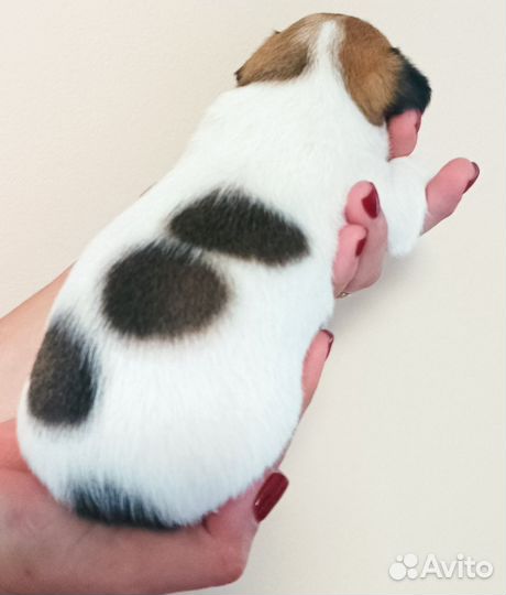 Щенки чихуахуа мальчики и девочки