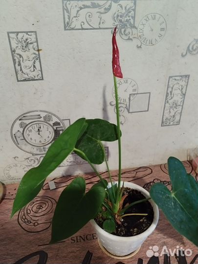 Антуриум красный