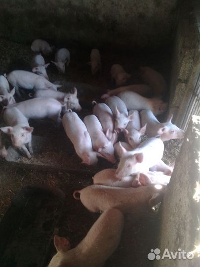 Поросенок ландрас