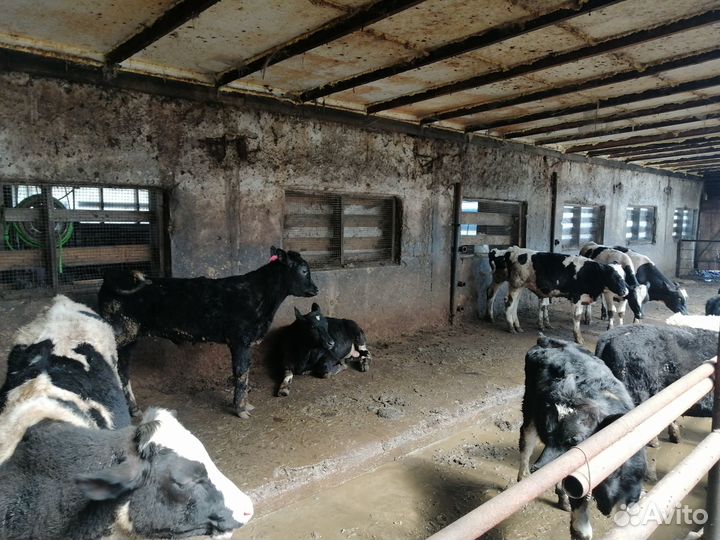 Бычки на доращивание