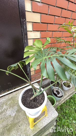 Монстера альба крупная