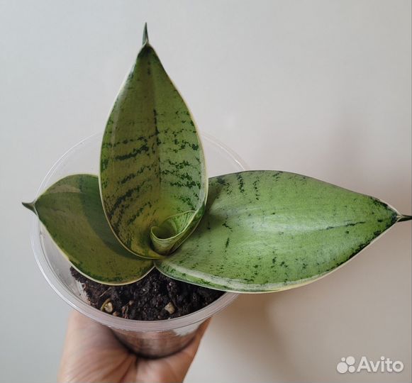 Сансевиерии