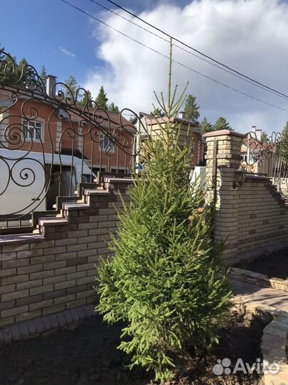 Ель зеленая extra (формированная, плантационная)