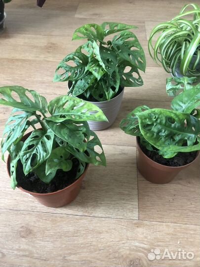 Комнатные растения