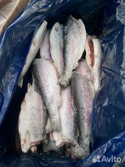 Форель морская Premium с/м