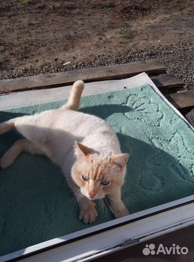 Кот в добрые руки