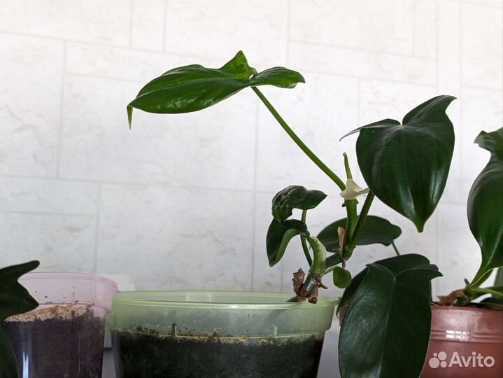 Комнатные растения.Филодендрон гитаровидный