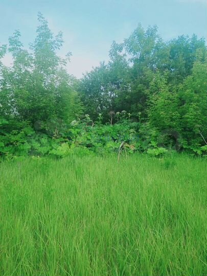 Участок 8 сот. (ИЖС)