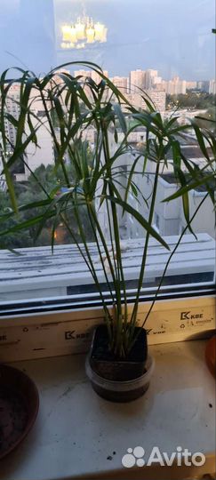 Циперус папирус