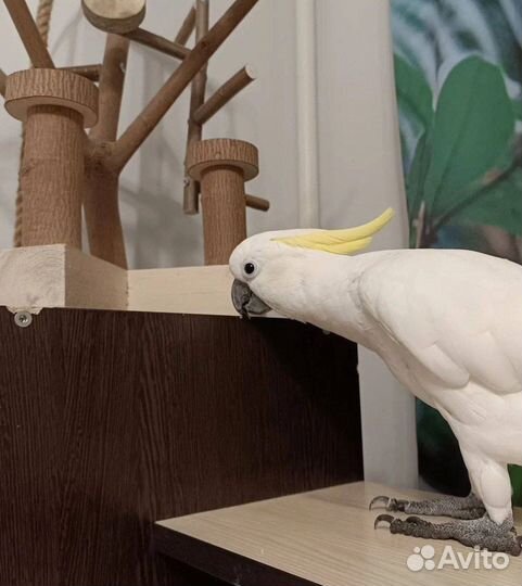 Попугай какаду