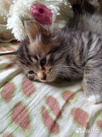 Котенок в дар бесплатно