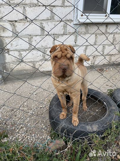 Ищем жениха