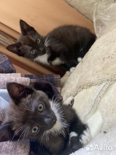 Котята ищут дом