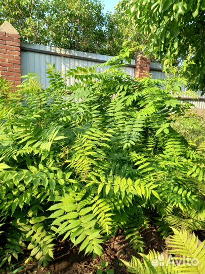 Саженцы кустов, деревьев и цветов