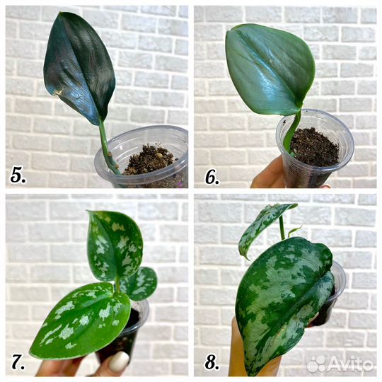 Эпипремнумы сциндапсусы