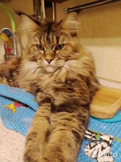 Мейн-кун девочка