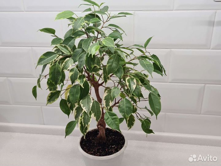 Фикус Бенджамина Кинки