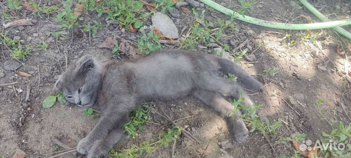 Серый котенок