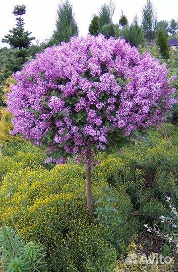 Редкие многолетники для сада