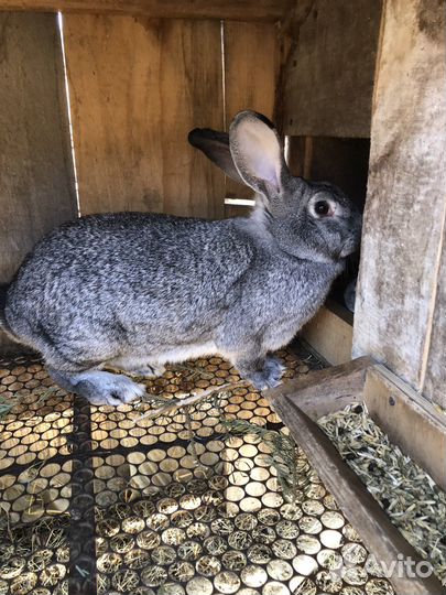 Кролики на племя Советская шиншилла